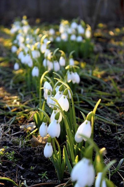 10986838_1487428554815384_1140535013045912209_o